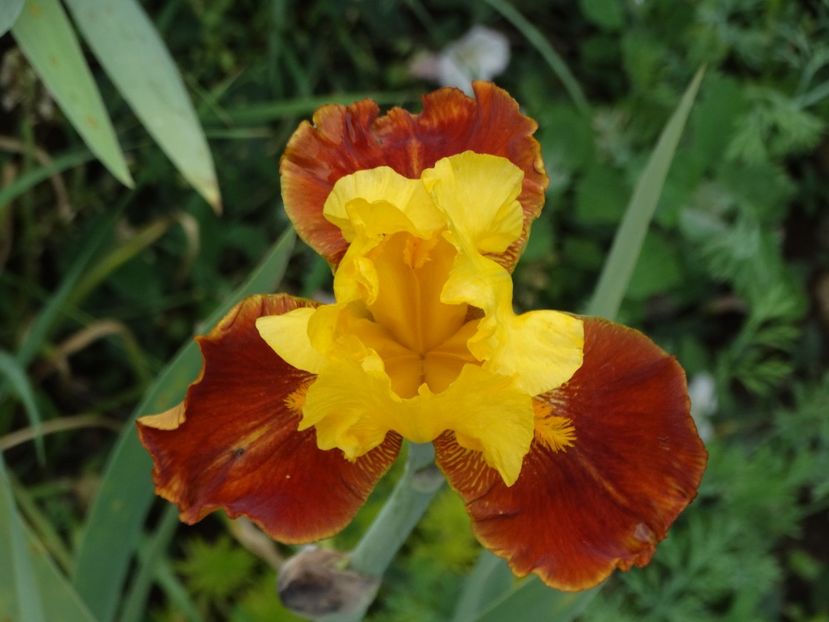  - Irisi 2015-2016-2017-2018