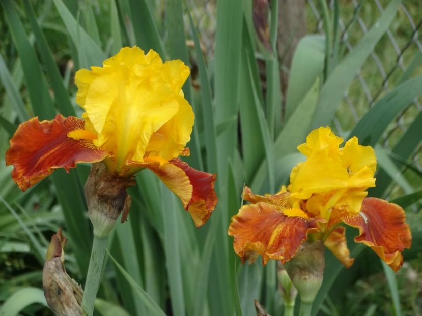  - Irisi 2015-2016-2017-2018