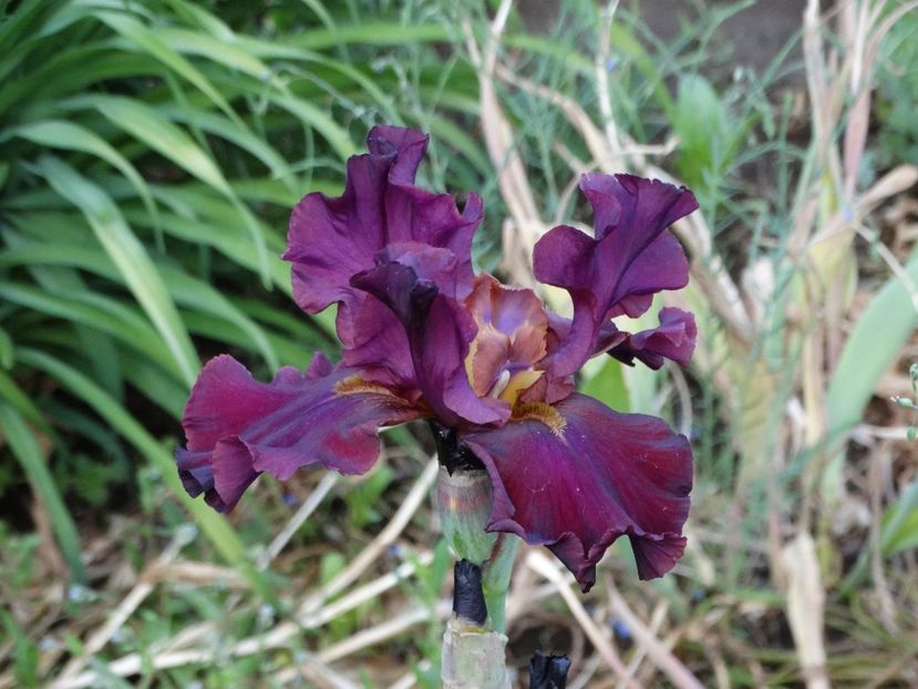  - Irisi 2015-2016-2017-2018