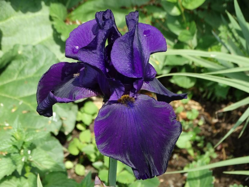  - Irisi 2015-2016-2017-2018