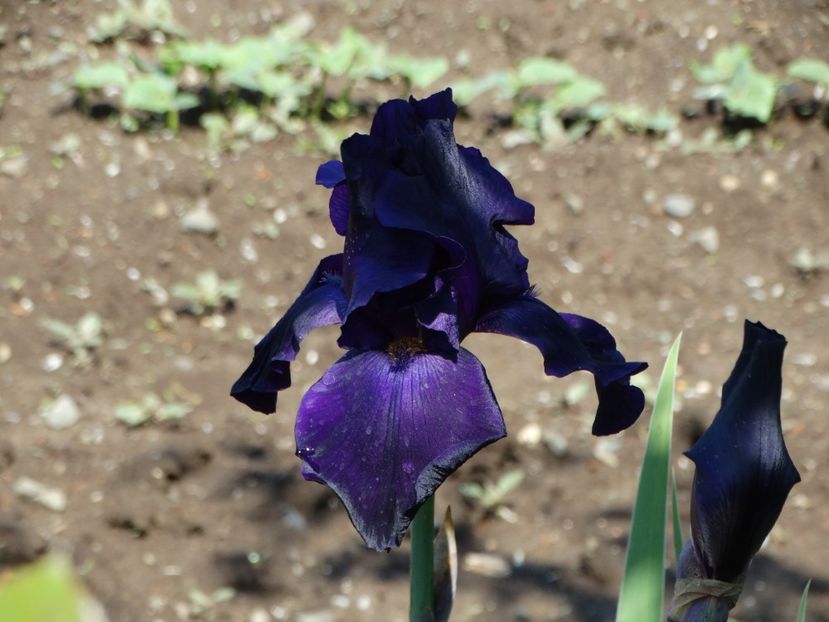  - Irisi 2015-2016-2017-2018