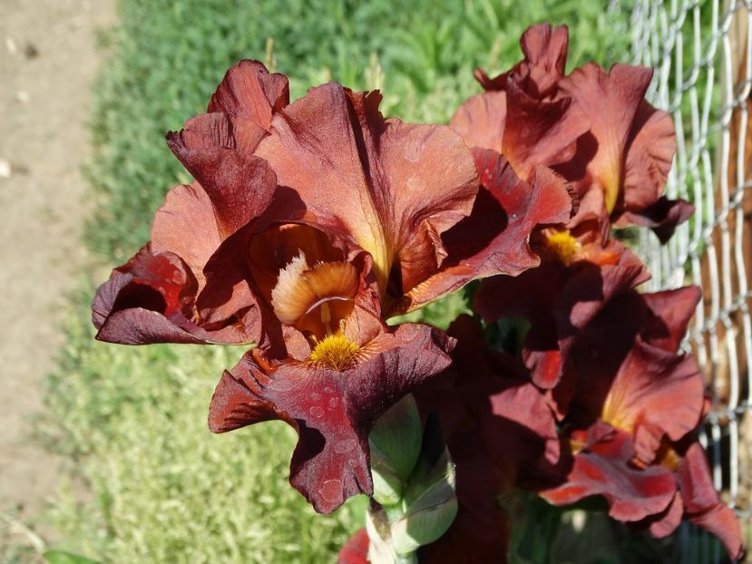  - Irisi 2015-2016-2017-2018