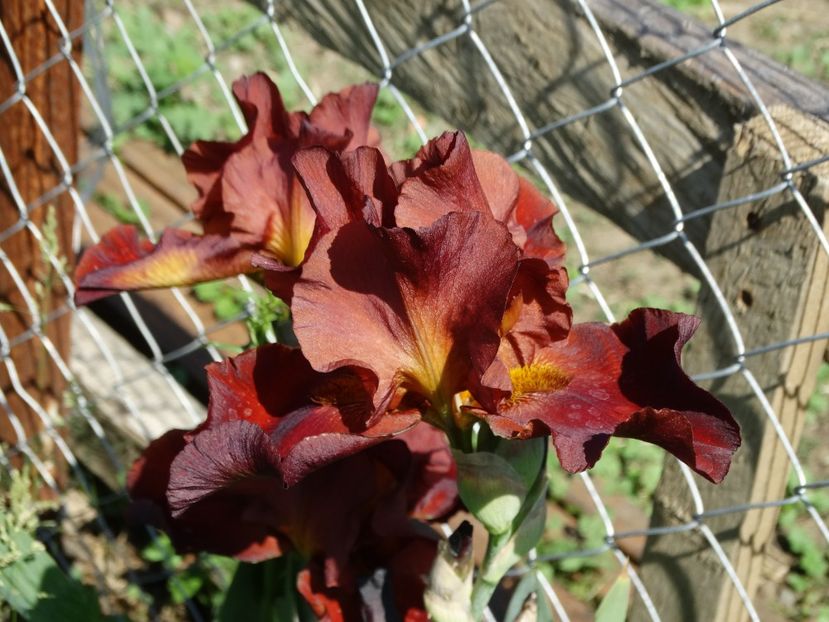  - Irisi 2015-2016-2017-2018