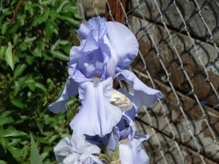  - Irisi 2015-2016-2017-2018