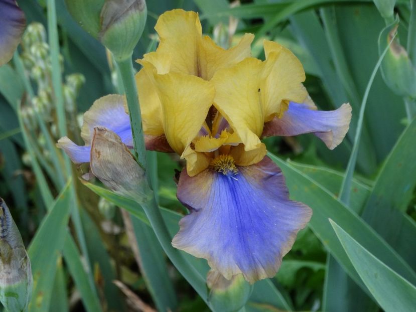  - Irisi 2015-2016-2017-2018