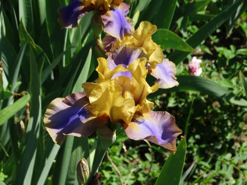  - Irisi 2015-2016-2017-2018