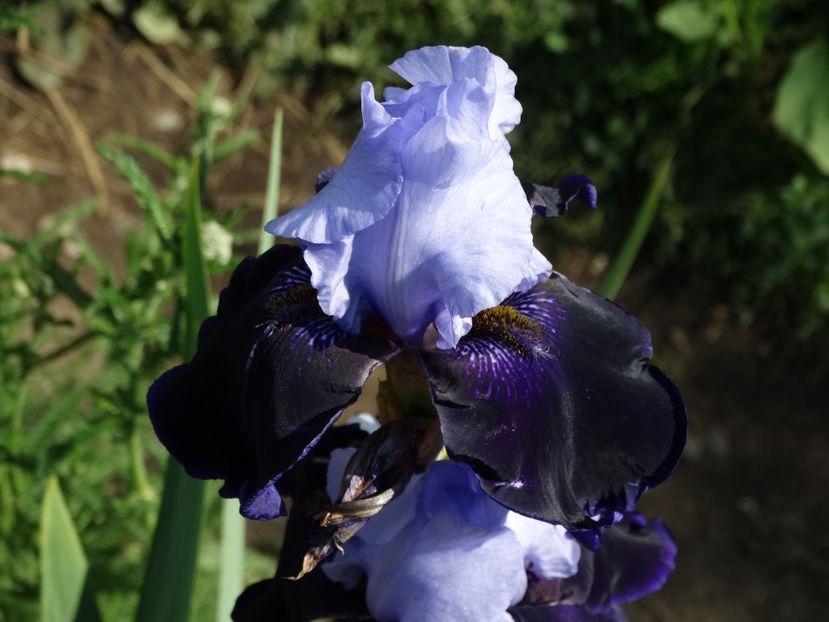  - Irisi 2015-2016-2017-2018