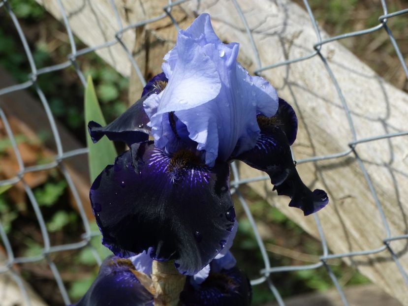  - Irisi 2015-2016-2017-2018