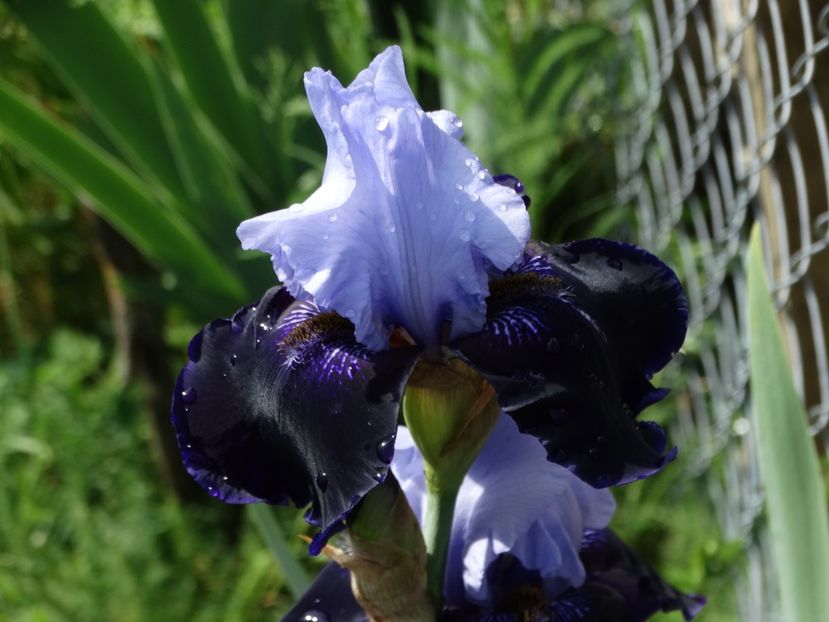  - Irisi 2015-2016-2017-2018