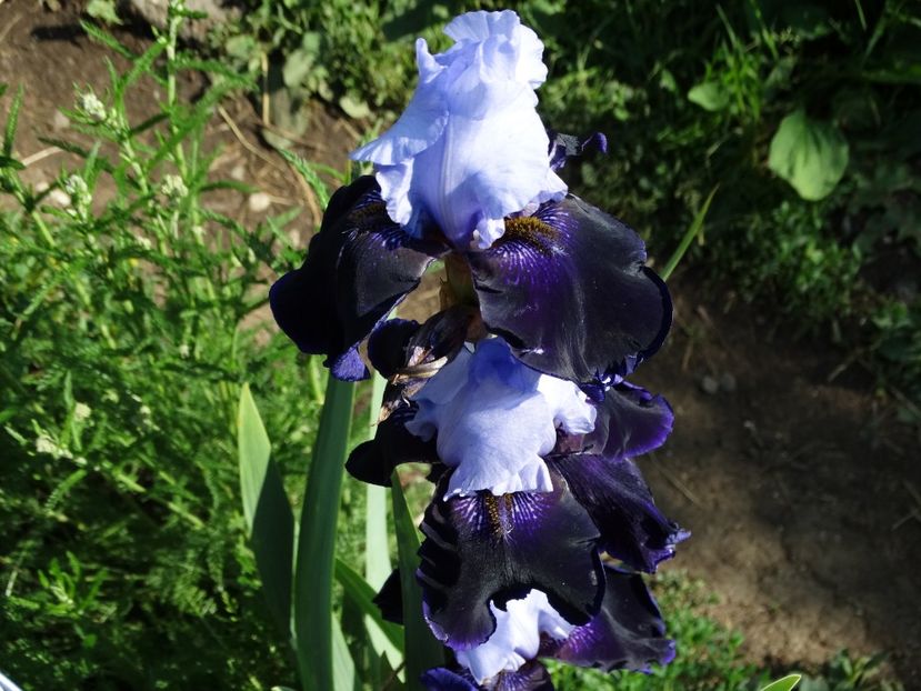  - Irisi 2015-2016-2017-2018