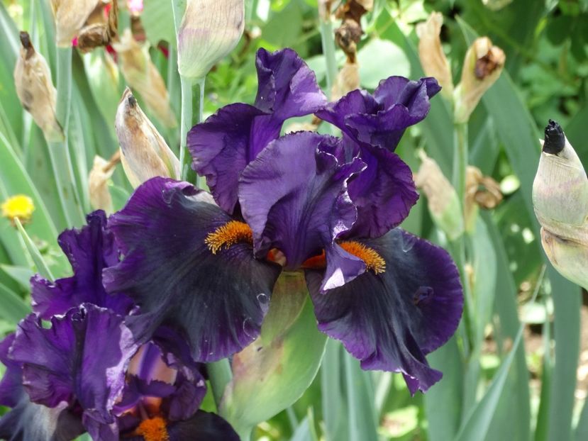  - Irisi 2015-2016-2017-2018