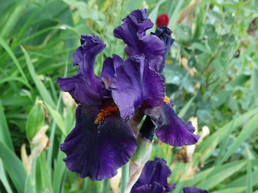  - Irisi 2015-2016-2017-2018