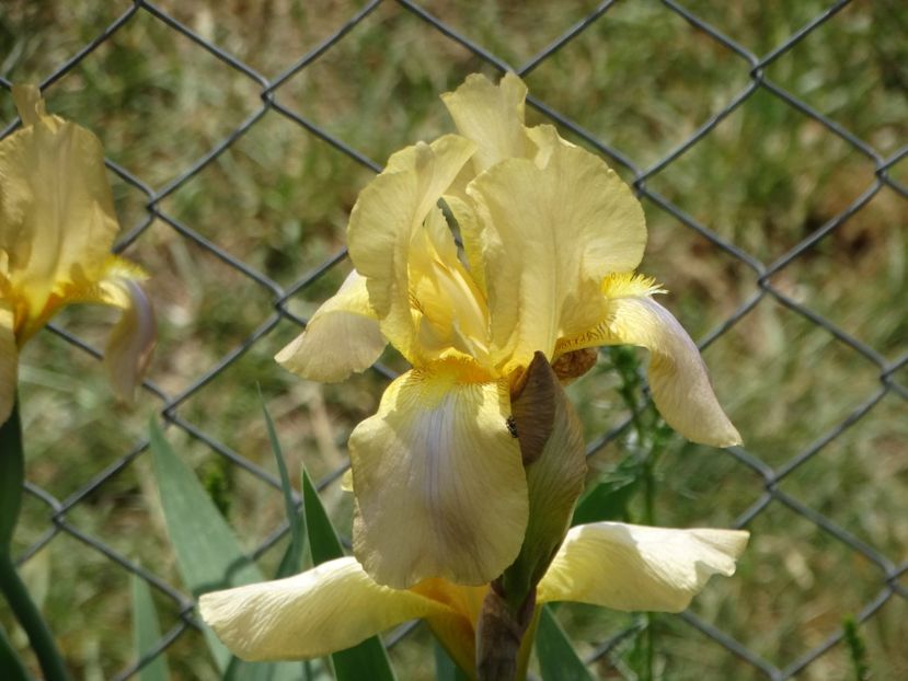  - Irisi 2015-2016-2017-2018