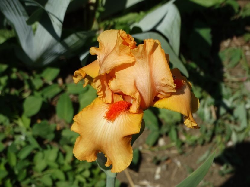  - Irisi 2015-2016-2017-2018