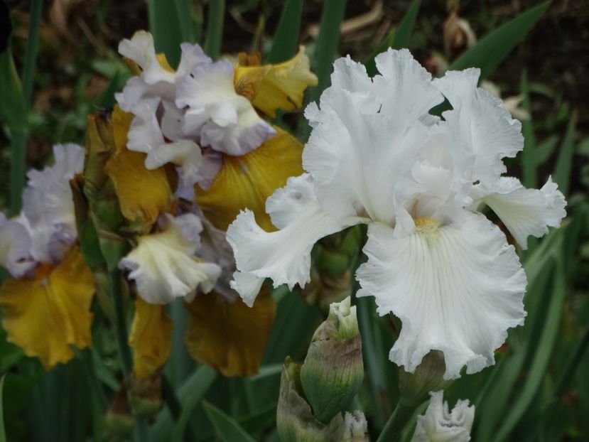  - Irisi 2015-2016-2017-2018