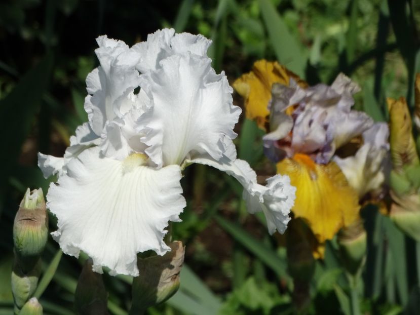  - Irisi 2015-2016-2017-2018