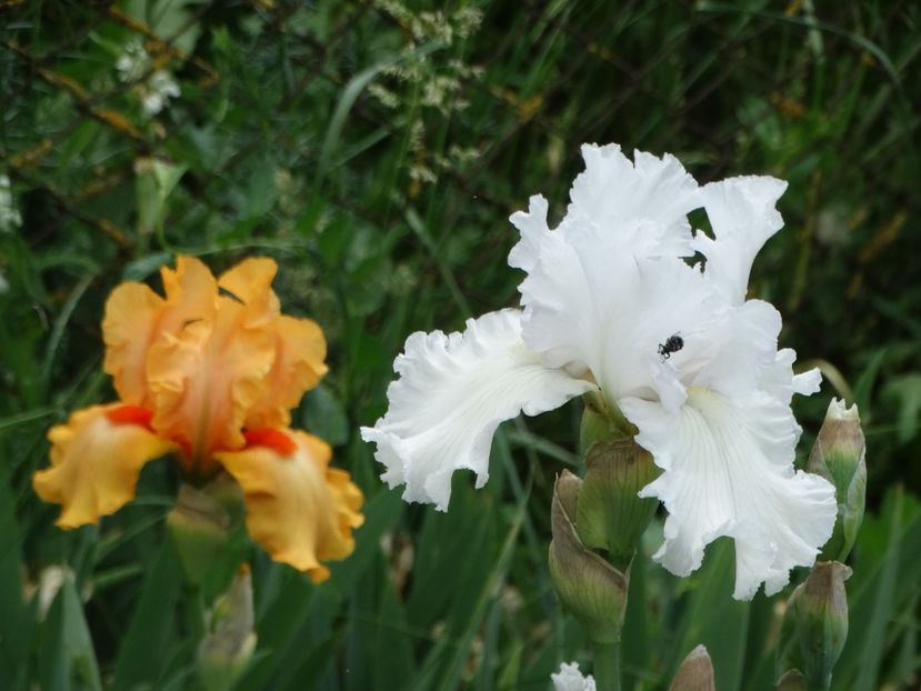  - Irisi 2015-2016-2017-2018