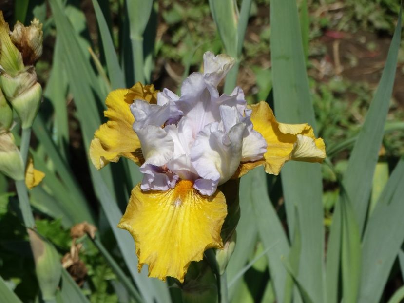  - Irisi 2015-2016-2017-2018