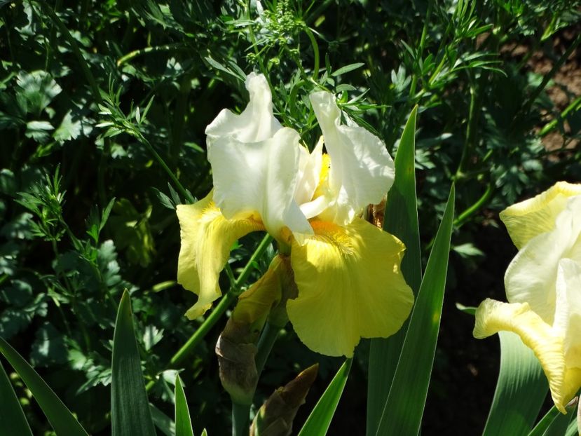  - Irisi 2015-2016-2017-2018