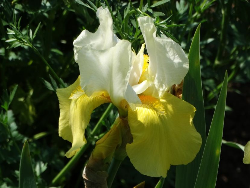  - Irisi 2015-2016-2017-2018