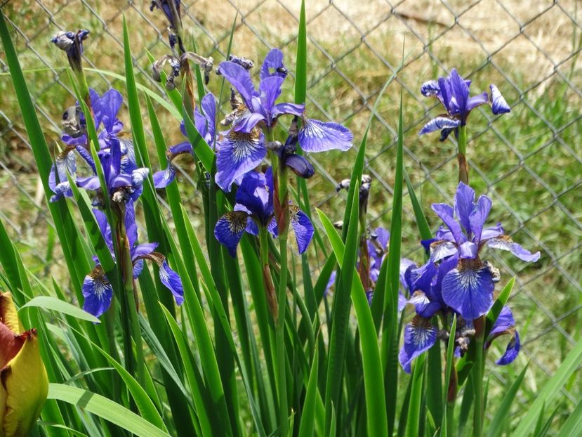  - Irisi 2015-2016-2017-2018