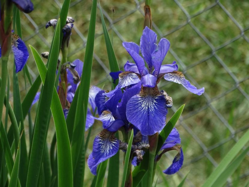  - Irisi 2015-2016-2017-2018