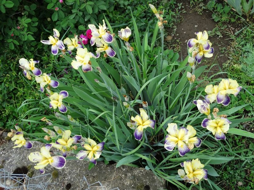  - Irisi 2015-2016-2017-2018