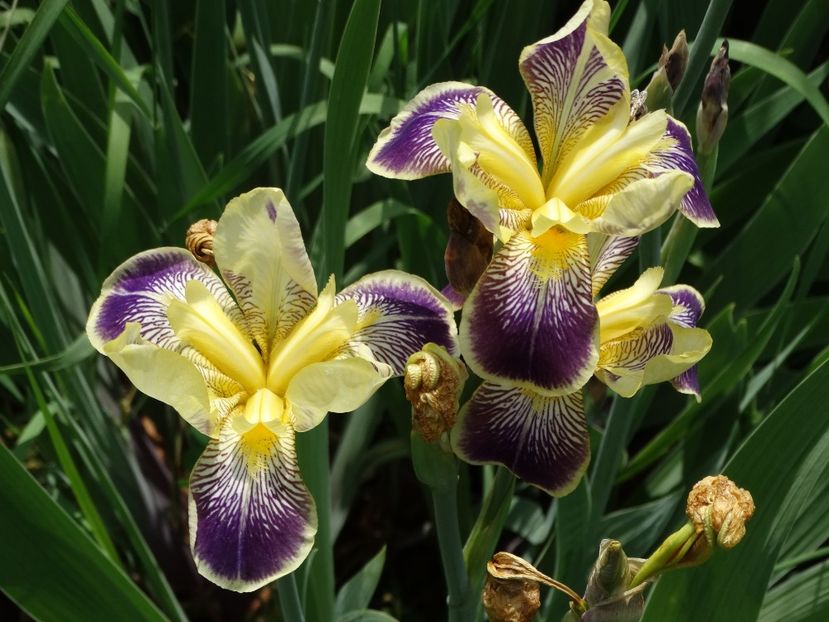  - Irisi 2015-2016-2017-2018