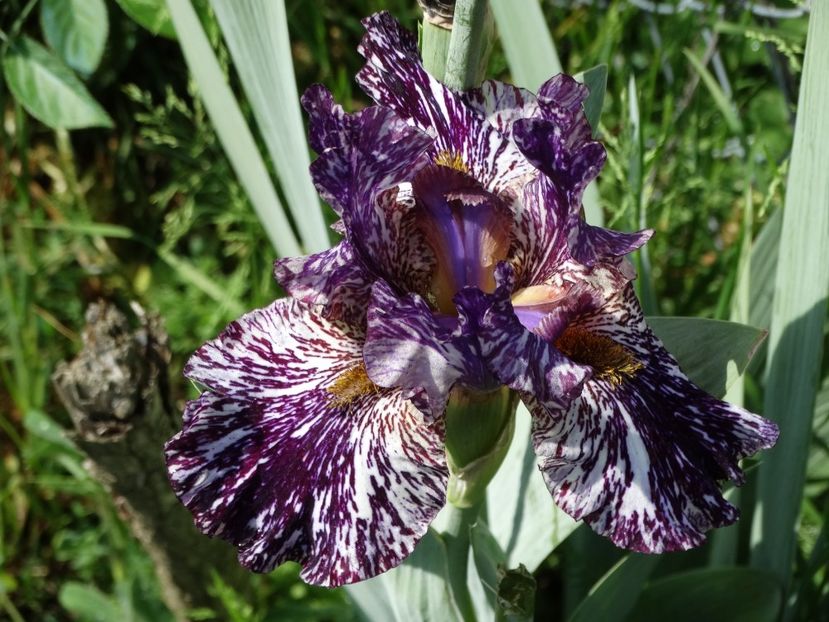  - Irisi 2015-2016-2017-2018