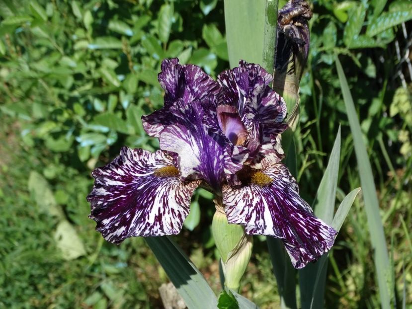  - Irisi 2015-2016-2017-2018