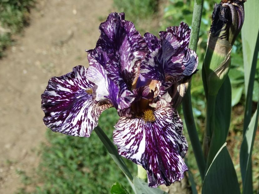  - Irisi 2015-2016-2017-2018