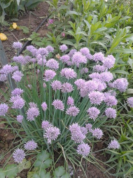 chive - plante de primavara