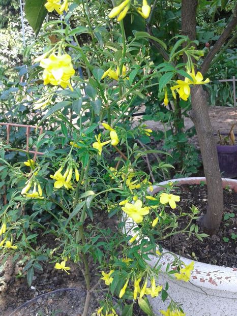 IMG-20180512-WA0012 - plante de interior