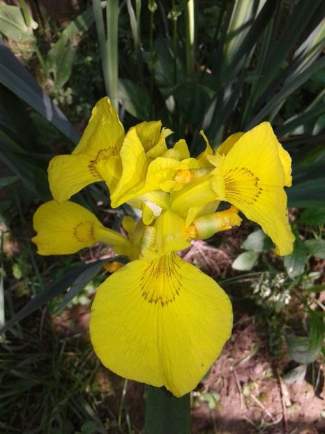 Iris pseudacorus (iris de balta), inalt - irisi comuni