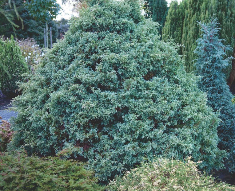 SQUARROSA - CHAMAECYPARIS LAWSONIANA