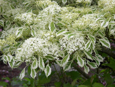 Cornus controversa variegata - Cornus controversa variegata