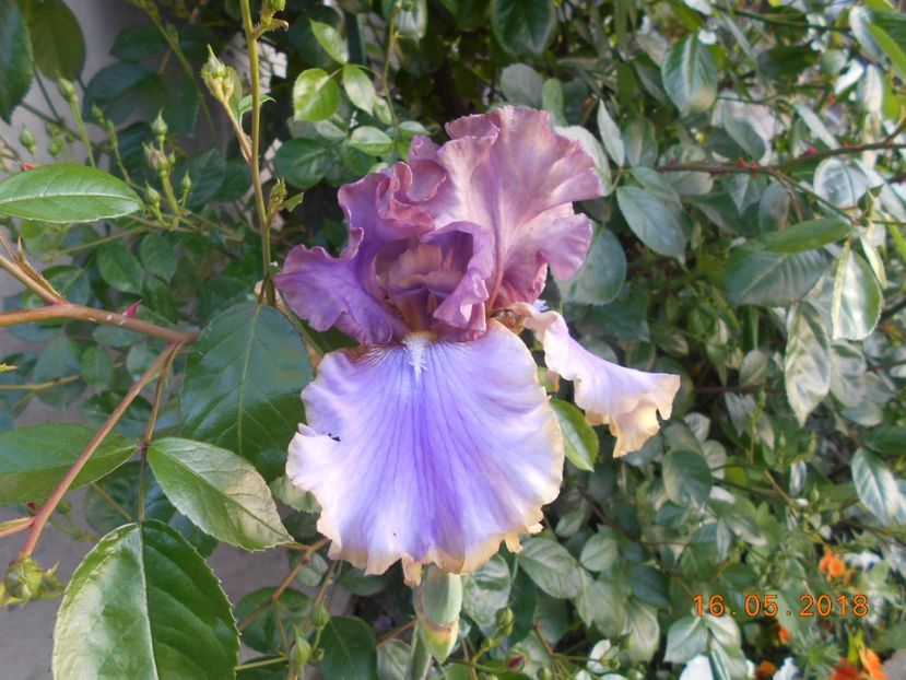 Bratislavan - 3Irisi 2018