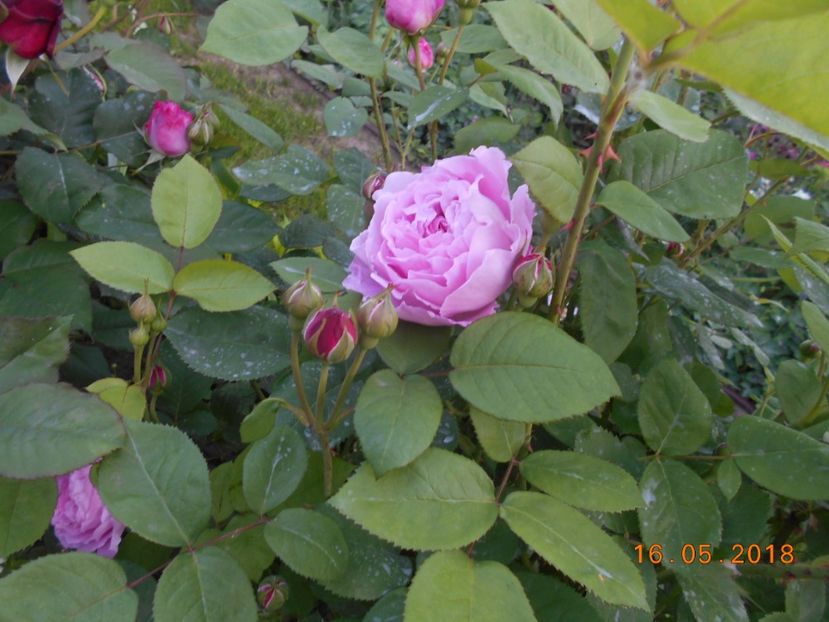 Mary Rose - 3Trandafiri 2018