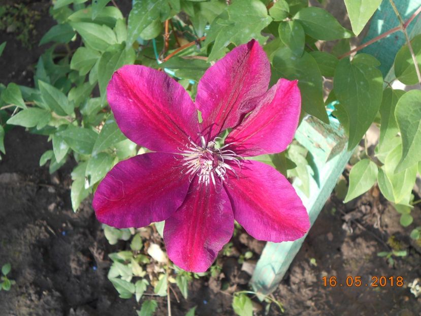  - 3Clematite2018