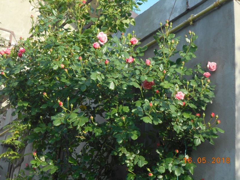 Coral Dawn - 3Trandafiri 2018