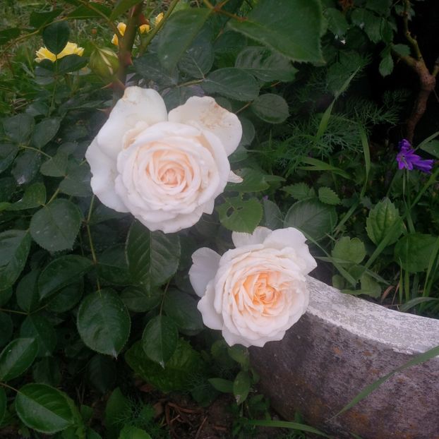 marton aron - gradina mai 2018