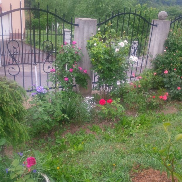 - gradina mai 2018