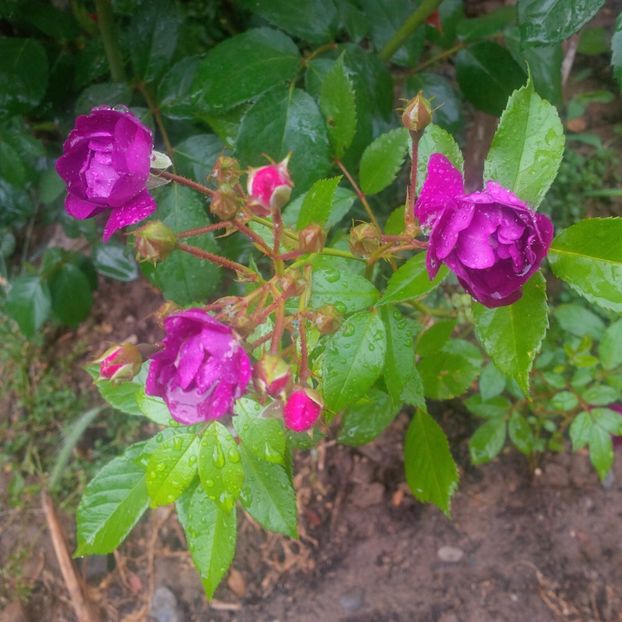violette - gradina mai 2018
