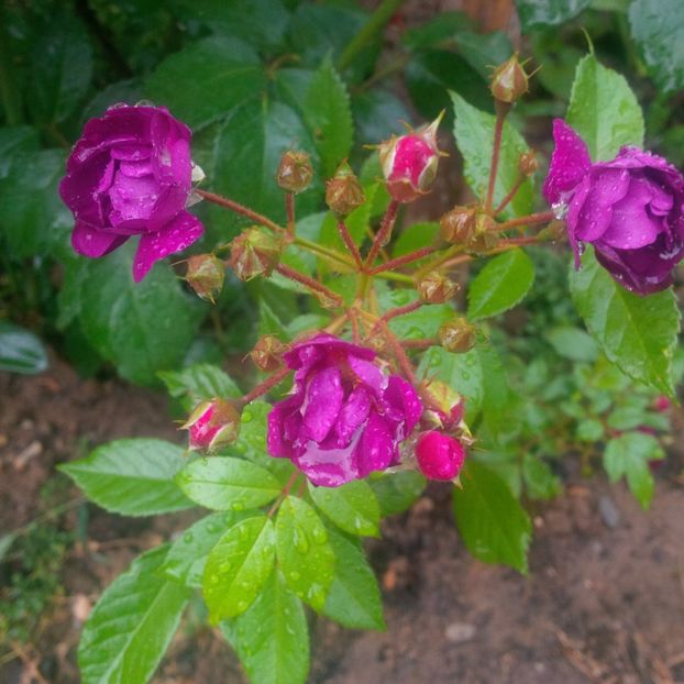 violette - gradina mai 2018