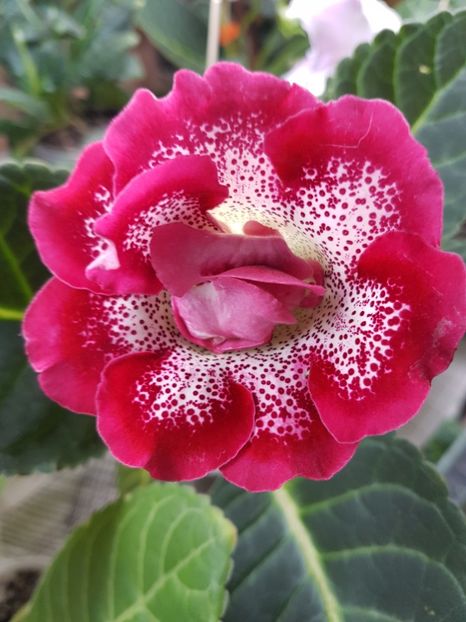 16-1 - gloxinia 2018