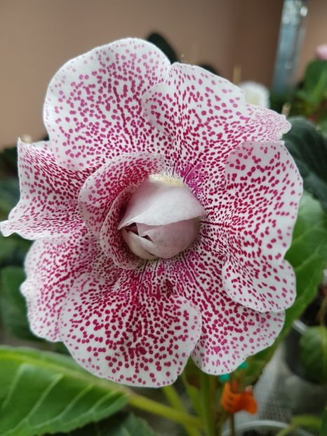 Koketka red - gloxinia 2018
