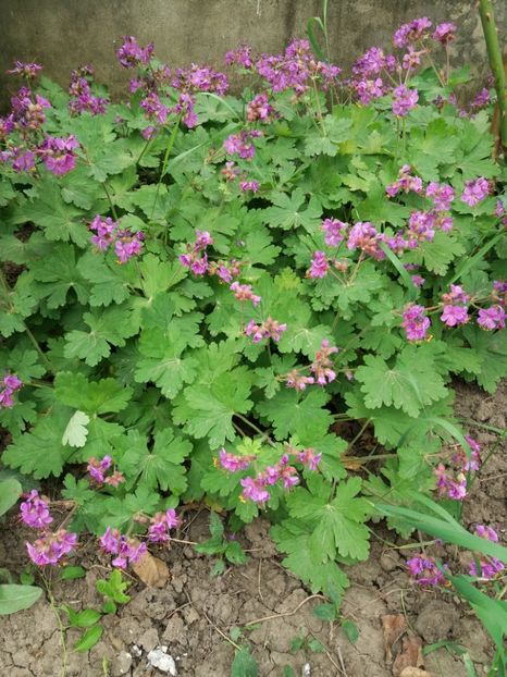  - 0Flori de interior si exterior 2018