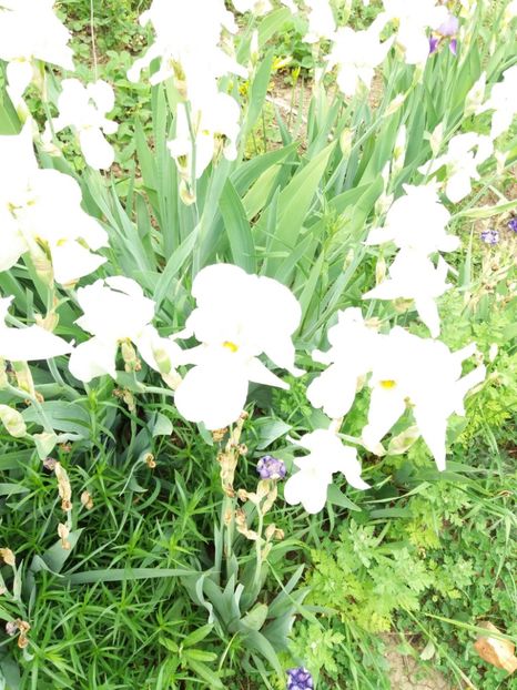  - 0Flori de interior si exterior 2018