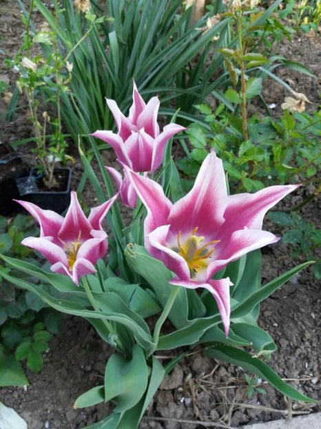  - 0Flori de interior si exterior 2018