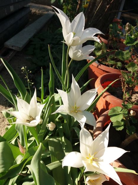  - 0Flori de interior si exterior 2018